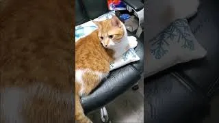 Thumbnail: Hey that's My Chair!