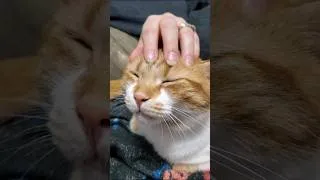 Thumbnail: Head pats 🐈