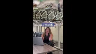 Thumbnail: Jarrell ISD principal bitten by rattlesnake just outside of school