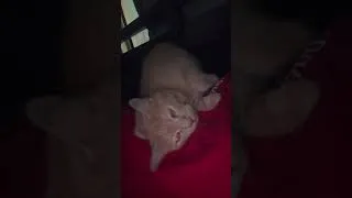 Thumbnail: he is a lovely boy 🥰🥰 #cat #chill #cute