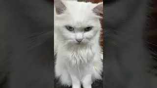 Thumbnail: pisipisi, she always has a very serious face 🤭 #cat #cute #lovely #fyp