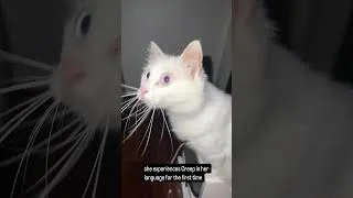 Thumbnail: cat experiences Creep in her language for the first time 🤣
