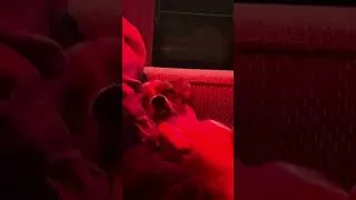 Thumbnail: Stranger Things has Hypnotised my dog!😂
