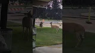 Thumbnail: Young Deer goofing off 😵‍💫🤪🤡