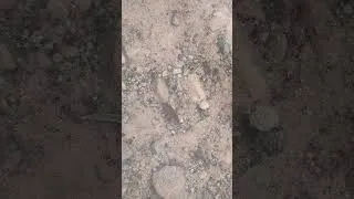 Thumbnail: Giant Scuds at Hidden Lake and pipefish?
