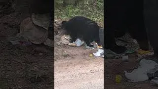 Thumbnail: Bob, the bad bear