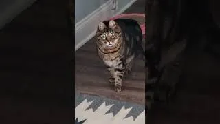 Thumbnail: Surprised cat. #cat lovers #catlover #fypシ #catvideos #catshorts