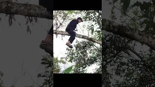 Thumbnail: #survival #bushcraft #survivalbuilding #build