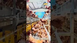 Thumbnail: Considering a cage-free layer house in Asia?