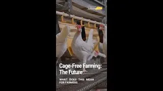 Thumbnail: Cage-Free Farming The Future
