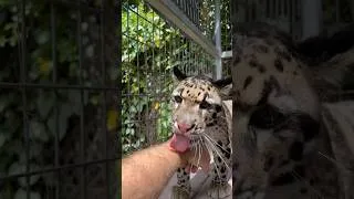 Thumbnail: Leopard Licks! #cat #leopard