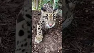 Thumbnail: Clouded Leopard says “Hello”