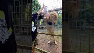 Thumbnail: Lion THANKSGIVING FEAST ! #lion #thanksgiving