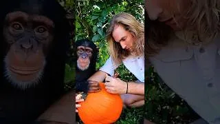 Thumbnail: Chimpanzee carves Pumpkins! #SHORTS #chimpanzee #monkey