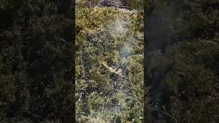 Thumbnail: Junipers are killing me (maybe ) #design #landscape #landscapedesigner