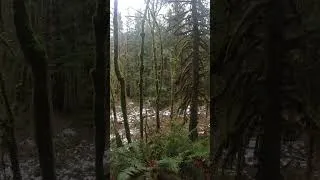 Thumbnail: SASQUATCH COUNTRY