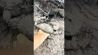 Thumbnail: Hooking Big NT Rusty Bucks!!!!