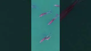 Thumbnail: US and THEM #dolphinswim #sealife #marinelife