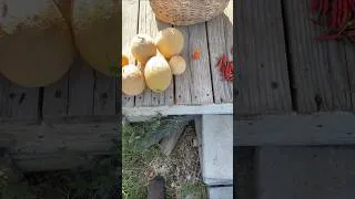 Thumbnail: Summer Garden Harvest 8/21