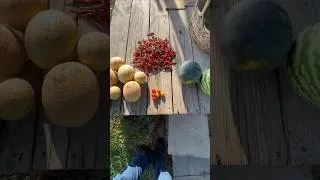 Thumbnail: Summer Garden Harvest 8/16