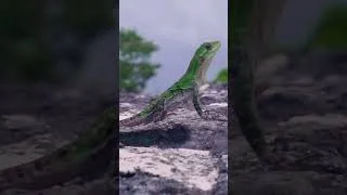 Thumbnail: 🌊 Experience Belize The Caribbean’s Best-Kept Secret 🌴 #travel #shorts