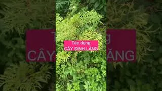 Thumbnail: Tác dụng cây Đinh Lăng|LAS TV