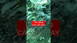 Thumbnail: Tác dụng cây cối xay|LAS TV