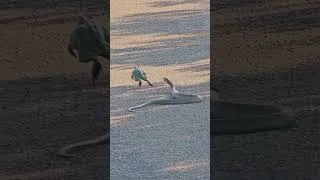 Thumbnail: Huge Bullfrog Refuses to Become Meal for Snake in Big Battle