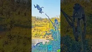 Thumbnail: Clever Baboons Use Tree To Jump Over Fence