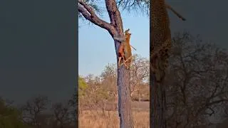 Thumbnail: Leopard Hauls Impala Up A Tree With Pure StrengthLeopard
