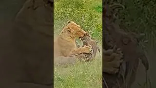 Thumbnail: Lioness Pulls Screaming Warthog Out Of Its Burrow