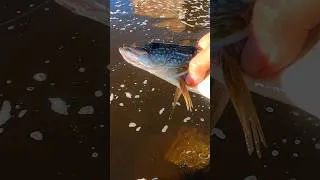 Thumbnail: catching fish to eat #shorts #fishing #fish