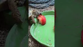 Thumbnail: Cute Tortoise Vs Strawberry 🍓