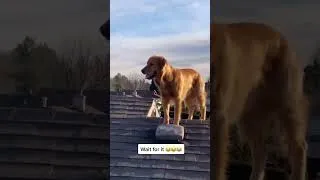 Thumbnail: The proof makes this even funnier 😅🤣 🎥 #foryou #Shorts #FunnyDogs #Dogs