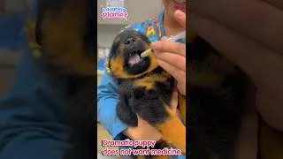 Thumbnail: 💉🐕Dramatic puppy does not want medicine🤣 #FunnyDog #FunnyDogs #DogShorts #FunnyAnimals #Dogs #Shorts
