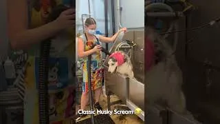Thumbnail: Vocal husky yells while getting groomed🤣#FunnyDogs #Husky #Shorts