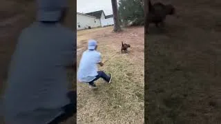 Thumbnail: 🤣🐕Guy gets pulled into mud by dog - Collab Clips mpugc #Shorts #FunnyDogs #FunnyDog