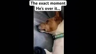 Thumbnail: #dogshorts #dogs #overit