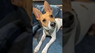 Thumbnail: #dogshorts #dog #doglove