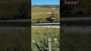 Thumbnail: Scottish Bridge🐑🐑 🌉🐑🐑 🐺