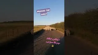 Thumbnail: Girls on the road 🎶 🐑🐑🐑🦊🙆‍♀️