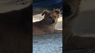 Thumbnail: I FOUND A LITTLE DOG #rescuedog #straydogs #smalldog