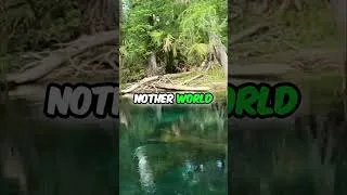 Thumbnail: Amazing Underwater World Revealed #shorts