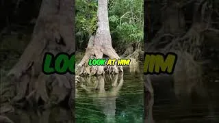 Thumbnail: River Wildlife: Turtles and Water Moccasins #shorts