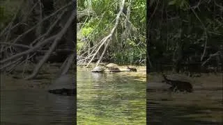 Thumbnail: Alligator Encounter & Friendly Turtle Paddle #shorts