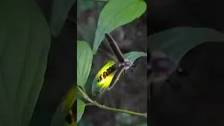 Thumbnail: When Was The Last Time You Saw Fireflies? #shorts  #wildlife #nature #insects