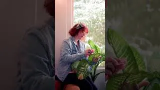 Thumbnail: Plant Care  #indoorsplants #plants #plantcare #houseplants
