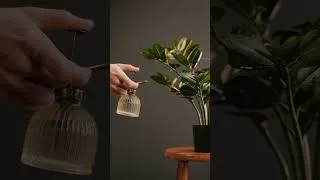 Thumbnail: plant Care #houseplants #indoorplants #zzplantcare