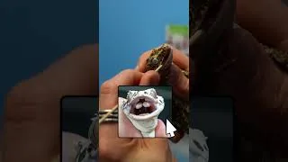 Thumbnail: Egg machine