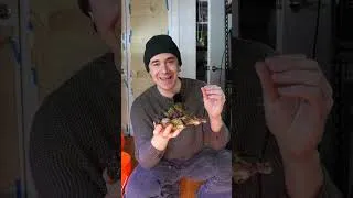 Thumbnail: weirdest animal I own